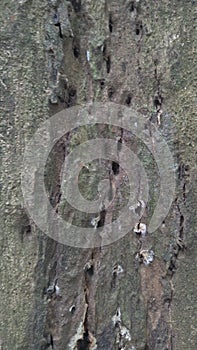 Kulit pohon - tree skin photo