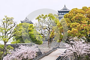 Kumamoto castle with bloom sakura of cherry tree, Kyushu, Japan