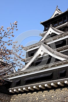 Kumamoto Castle and Cherry blossom