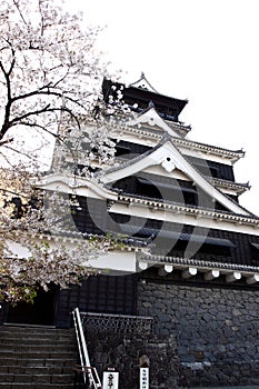 Kumamoto Castle and Cherry blossom