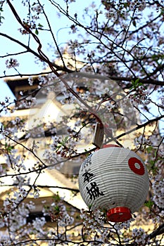 Kumamoto Castle and Cherry blossom