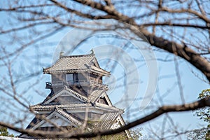 kumamoto castle in kyushu Japan, look through the dry cherry blossom branch in winter