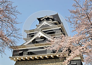 Kumamoto castle with sakura