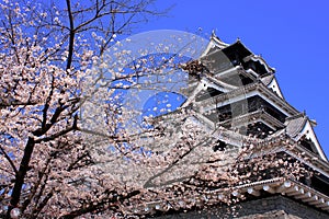 Kumamoto Castle with sakura foreground