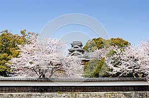 Kumamoto castle turret with sakura