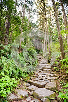 Kumano Kodo Sacred Trail