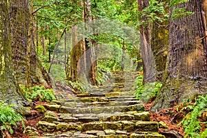 Kumano Kodo Sacred Trail photo