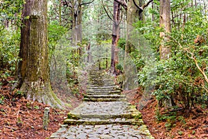 The Kumano Kodo trail, a sacred trail in Nachi, Japan photo