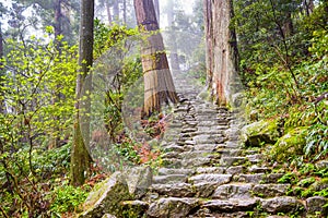 The Kumano Kodo Trail photo