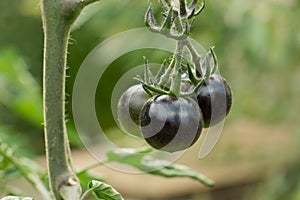 Kumato: black tomatoes growing on tomato plant photo