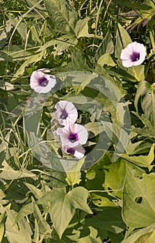 Kumera sweet potato flowers