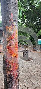 Kumkum offerings to tree God in South india