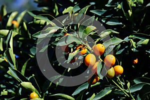 Kumkwat fruits in the garden.