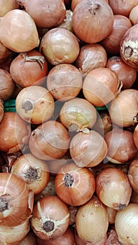 Kumpulan bawang bombai siap diolah bombai garlic photo