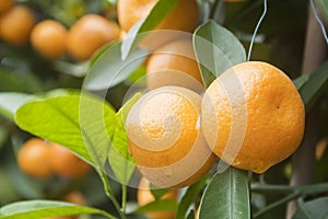 Kumquat