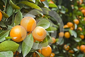 Kumquat