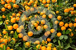 Kumquat