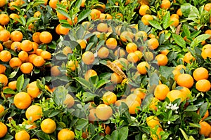 Kumquat