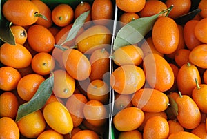 Kumquat