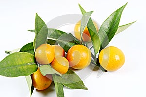 Kumquat