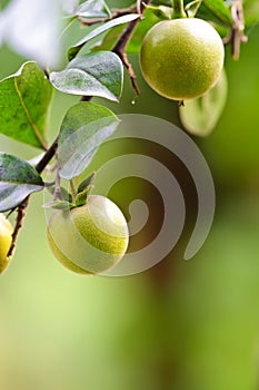 Kumquat fruit