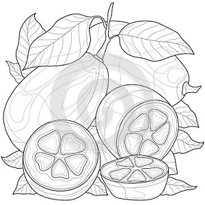 Kumquat. Fruit.Coloring book antistress for children and adults.