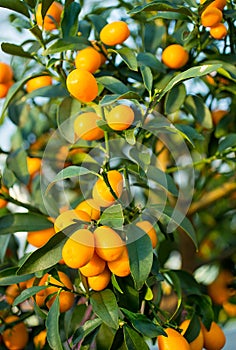 Kumquat fruit on the tree in the Orchard