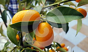 Kumquat fruits on the tree