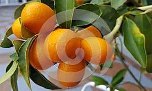 Kumquat fruits on the tree