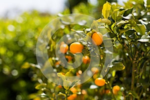 Kumquat fruits on the tree against blurred background