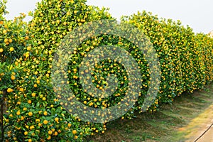 Kumquat garden, the symbol of Vietnamese lunar new year. In nearly every household, crucial purchases for Tet include the peach an