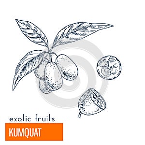 Kumquat. Hand drawn vector illustration