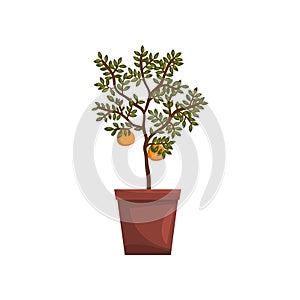 Kumquat indoor house plant in brown pot, element for decoration home interior vector Illustration on a white background