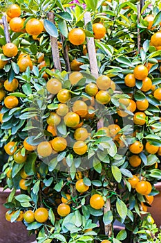 Kumquat lemon