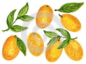 Kumquat Orange Watercolor Gouache illustration Citrus fruit branch orange isolated on white background