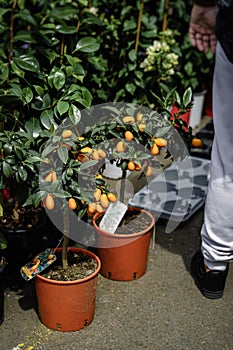 Kumquat, potted mini citrus trees with fruits in outdoor garden center store for retail