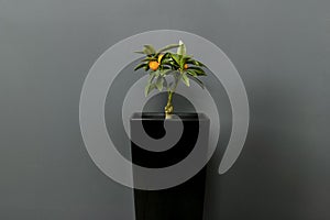 Kumquat with ripe fruits close up against the background of a black wall. Citrus room tree. Vibrant orange citrus fruits