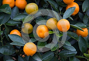 Kumquat, the symbol of Chinese lunar new year