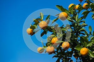 Kumquat, the symbol of Vietnamese lunar new year. In nearly every household, crucial purchases for Tet include the peach and kumqu