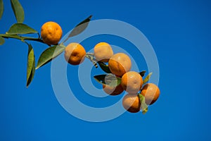 Kumquat, the symbol of Vietnamese lunar new year. In nearly every household, crucial purchases for Tet include the peach and kumqu