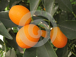 Kumquat tree