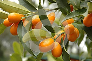 Kumquat Tree