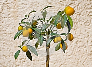 Kumquat Tree