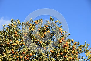 Kumquat tree and blue sky