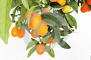 Kumquat tree branch