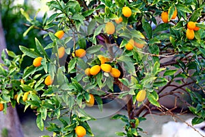 Kumquat Tree - Exotic orange