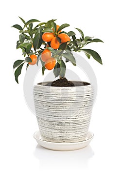 Kumquat tree in flowerpot