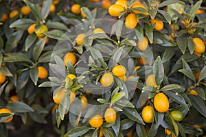 Kumquat