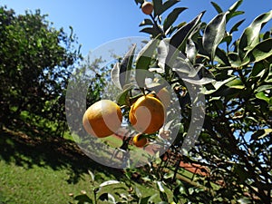Kumquat tree with fruit and leaves
