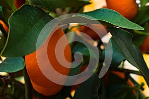 Kumquat tree. small oranges